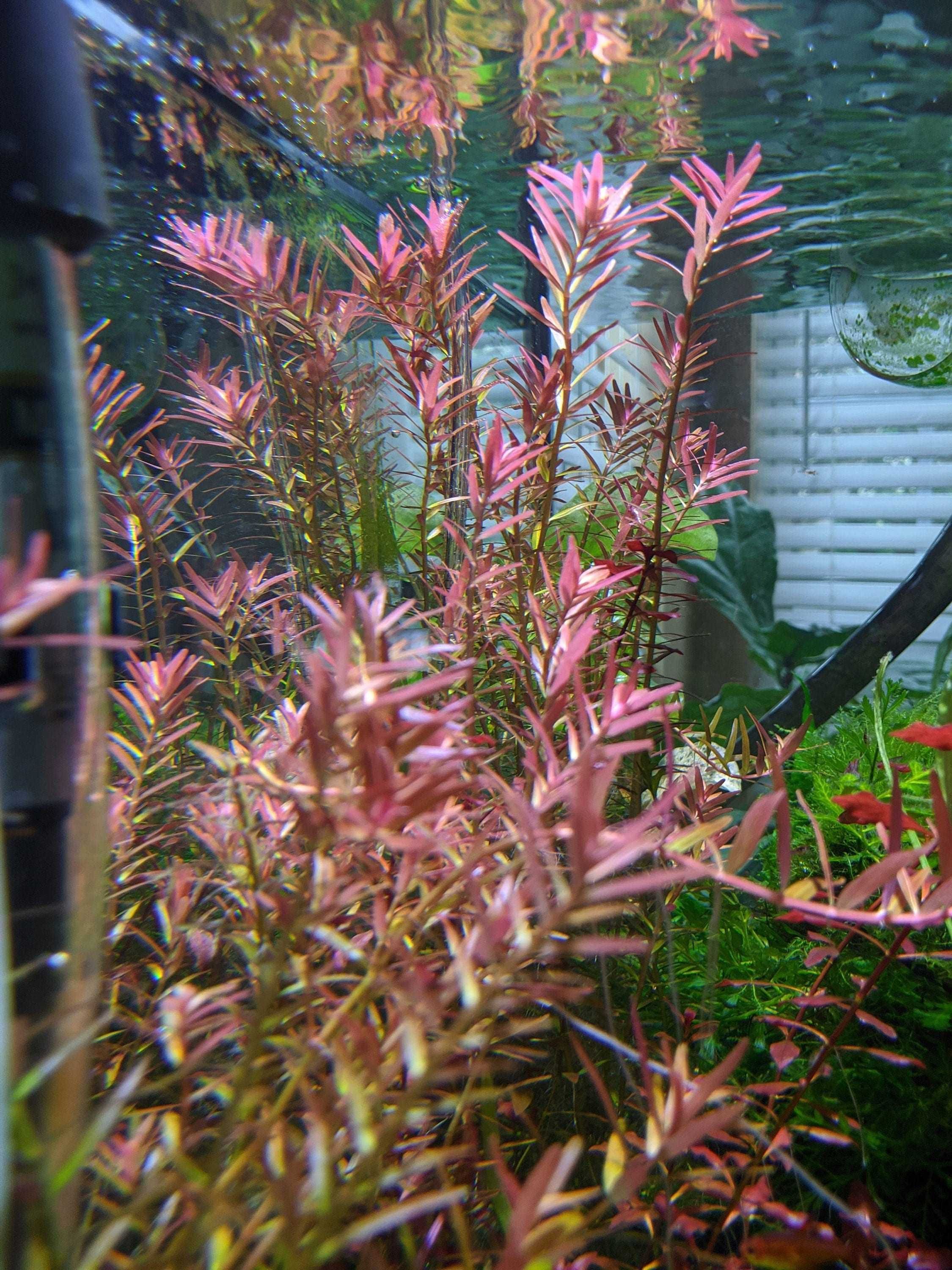 Plantas de aquario fácil manutenção