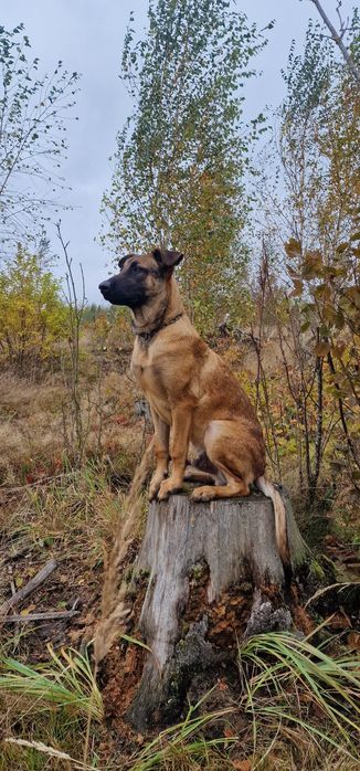 Owczarek belgijski Malinois