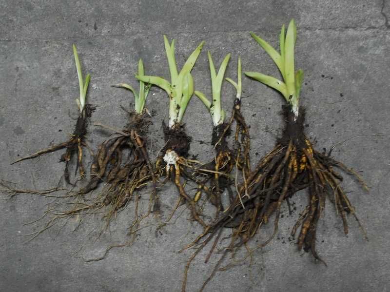 Liliowiec Rdzawy - Hemerocallis Fulva