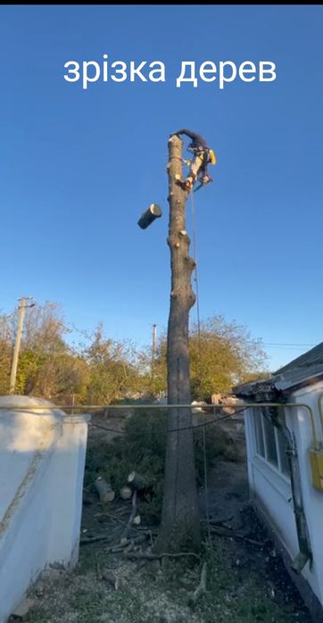 Зрізка дерев, верхолаз, альпініст.