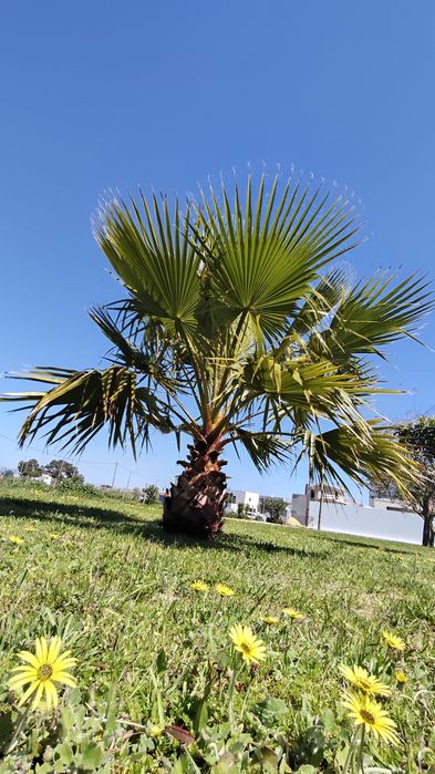 Palmeira Washingtonia