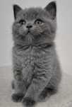 Macho British Shorthair blue