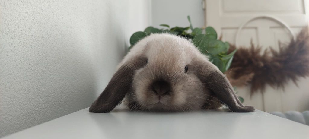 Mini Lop królik gotowe do odbioru