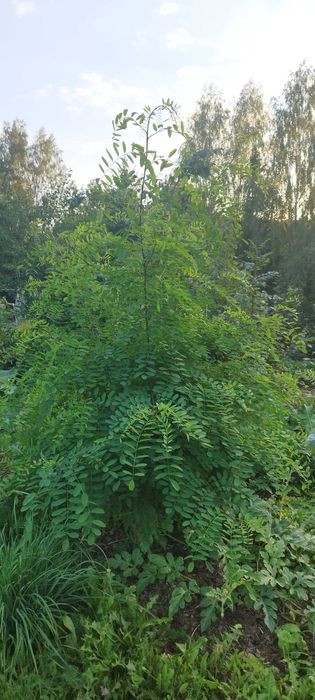 lipa brzoza akacja klon czeremcha dąb  ałycza drzewka sadzonki drzewko