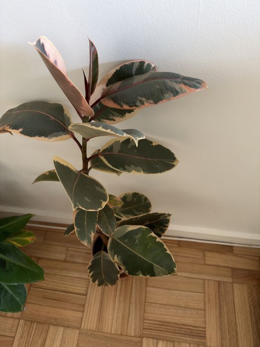 Vendo plantas - vários tamanhos