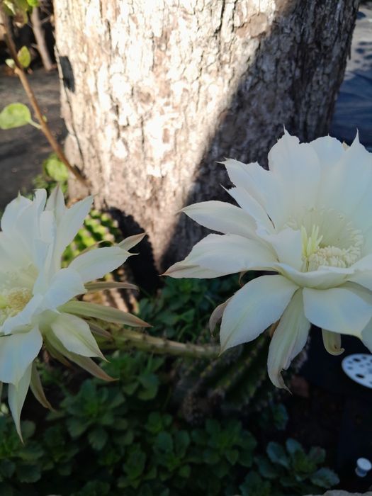 Багаторічний кактус.