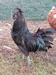 Kogut Ayam Camani
