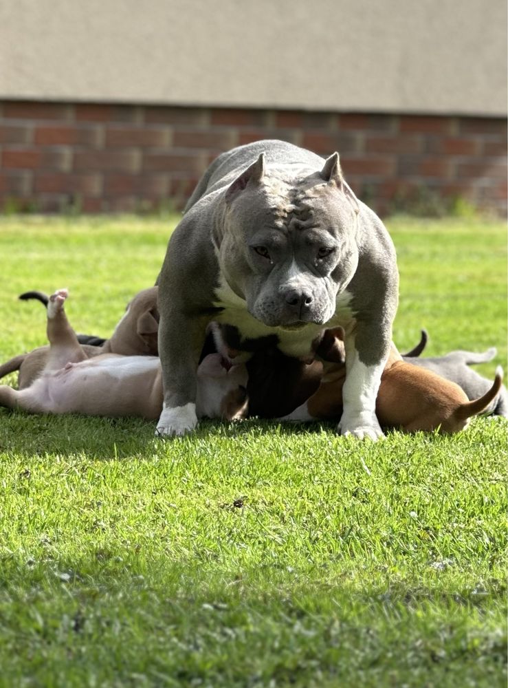 American Bully pocket