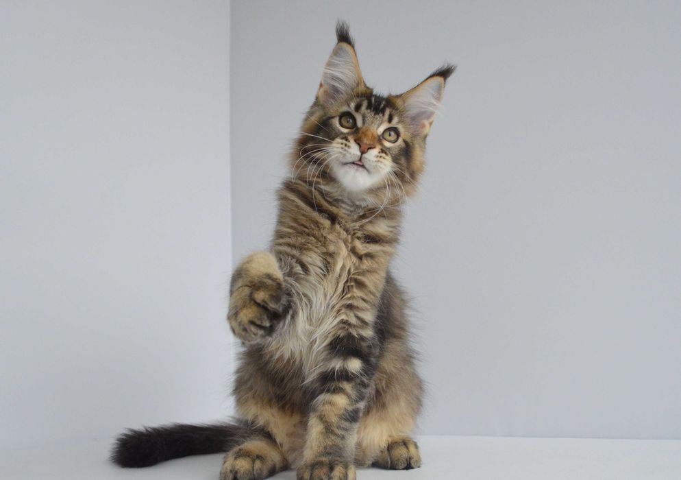 Мейн кун . Мальчик Нильс 3 мес.