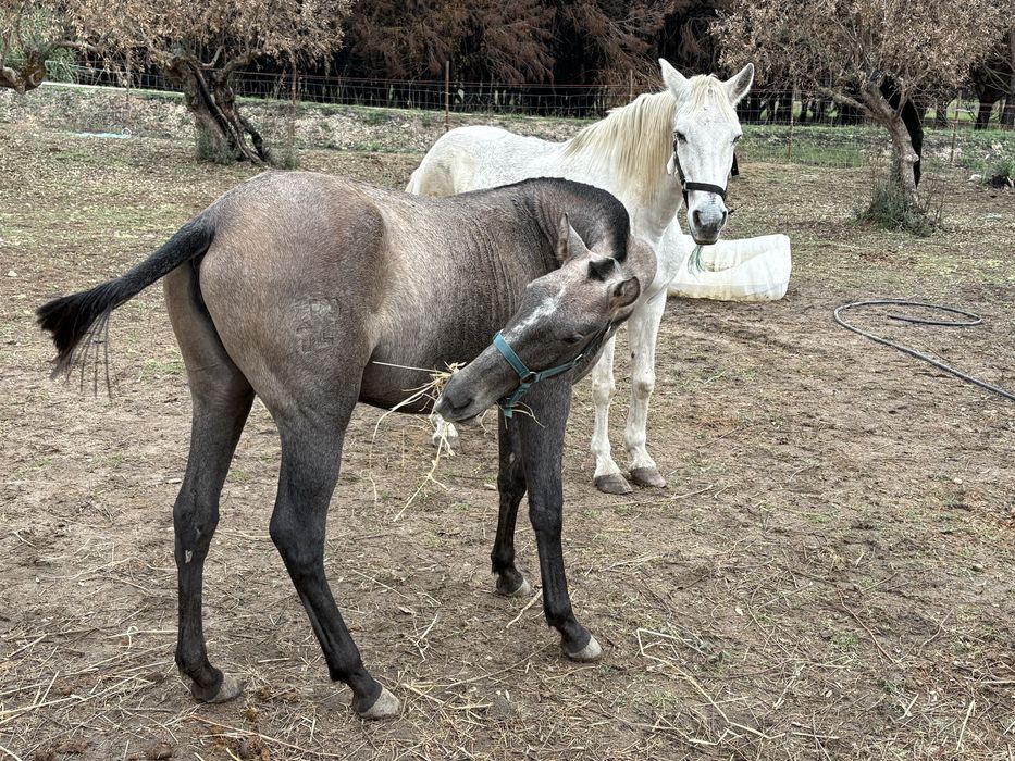 Poldra russa ano e meio