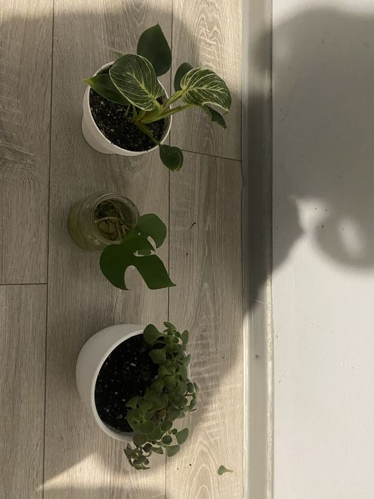 Filodendron birkin monstera minima airchryson