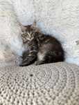Maine Coon kocurek