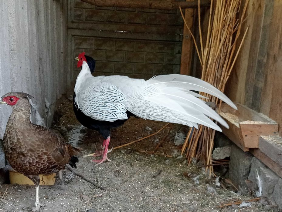 Bażanty złote bananowe srebrne