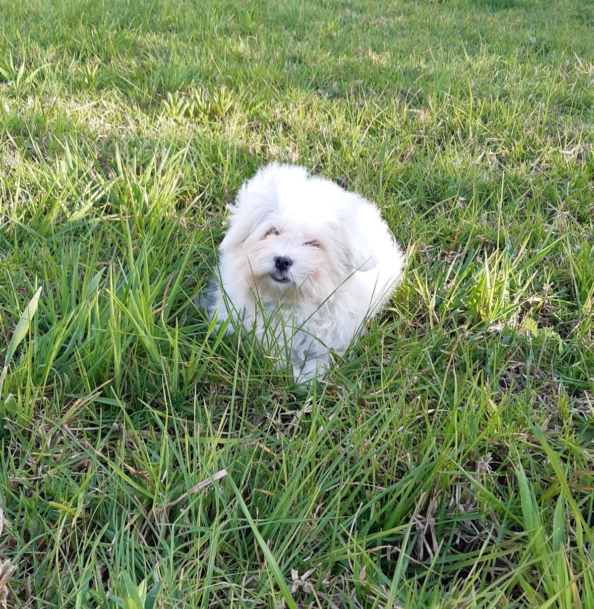 Bichon maltês cachorro