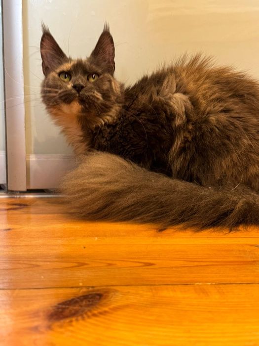 Maine coon kotka [wysterylizowana]