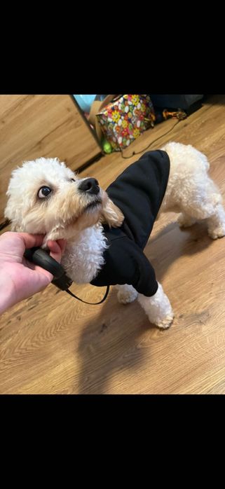 Maltipoo 13mc odchowany