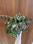 Hoya rozne rodzaje
