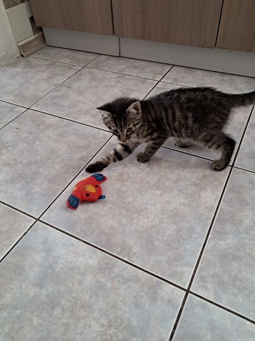 kotek do adopcji