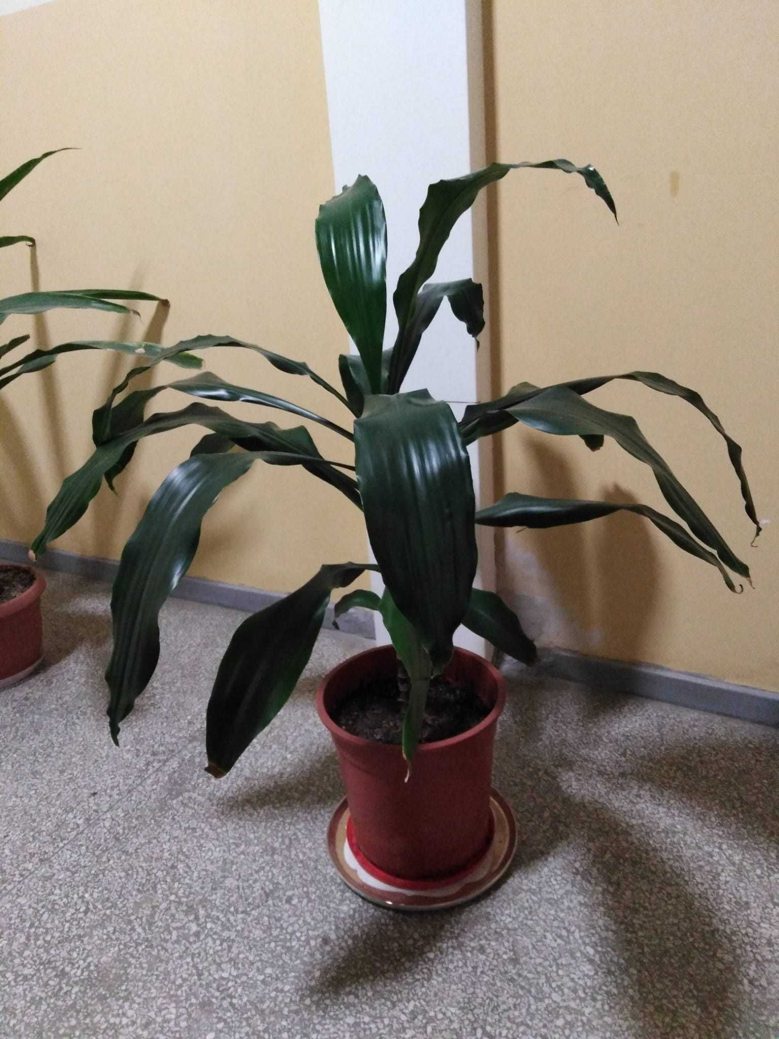 Dracena szerokolistna błyszcząca