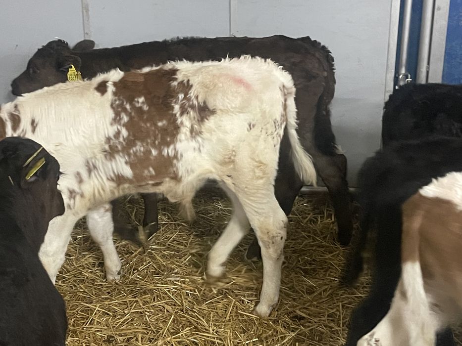 Cielaki mięsne  do chowu