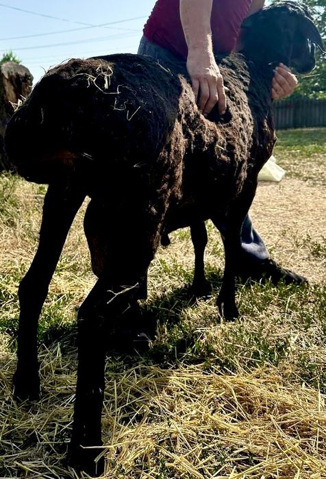 Продам своего барана на племя