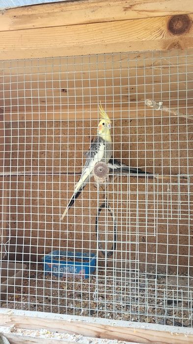 Nimfy samce i samice