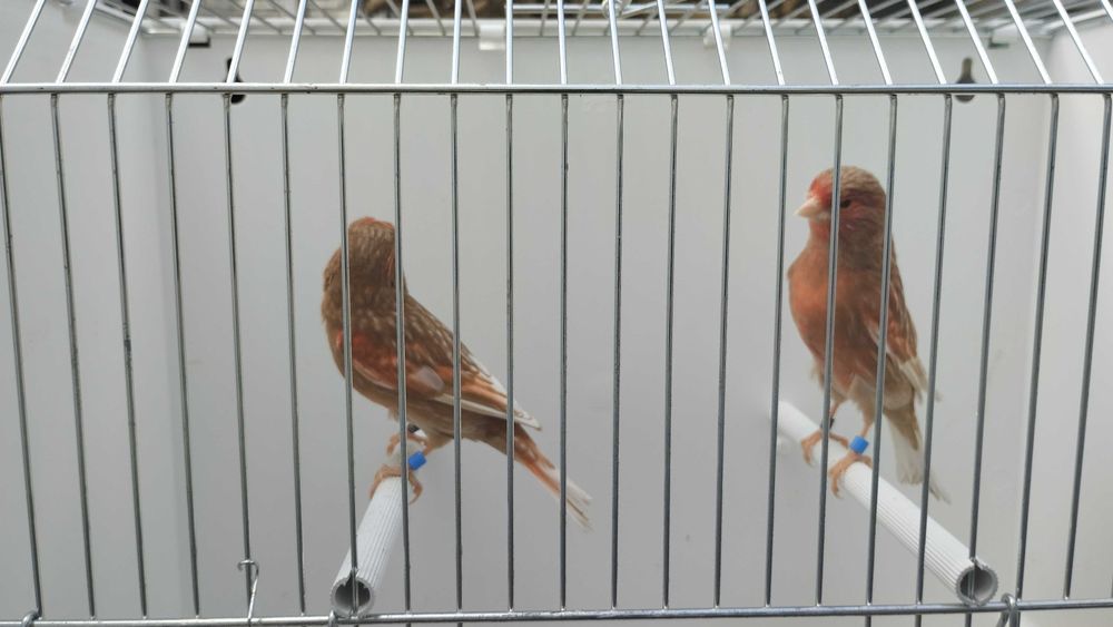 Canários pheos vermelho mosaico