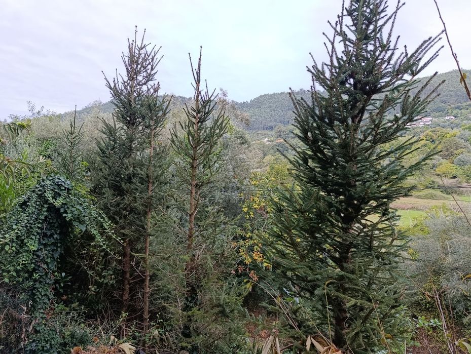 Árvore de Natal natural /Pinheiro de Natal