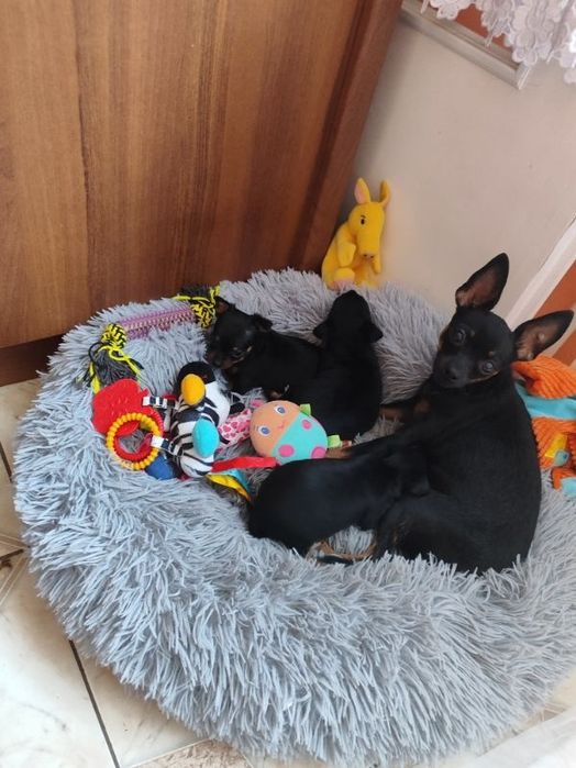 Pinczerek do rezerwacji