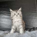 koteczka    Maine coon rodowód fpl FIFe