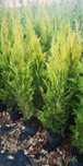 Sebes/vedação natural Cupressus / ciprestes Leylandii