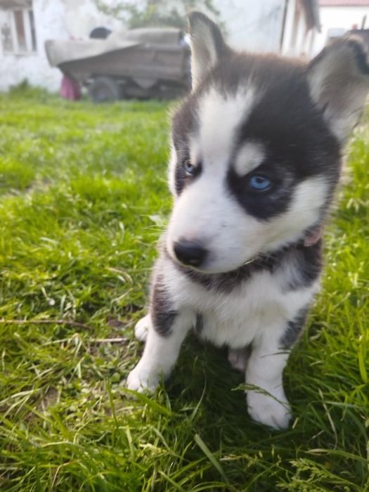 Już są piękne szuczki Syberian Hasky