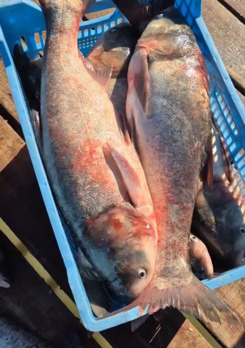 Рыба свежая ОПТ с доставкой Толстолоб 10+ 3/5 2/3