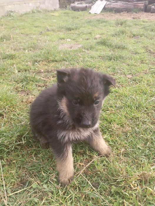 Щеня німецької вівчарки