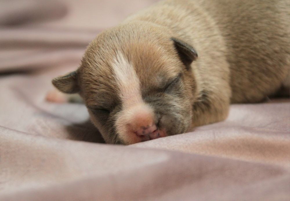 American staffordshire terrier FCI