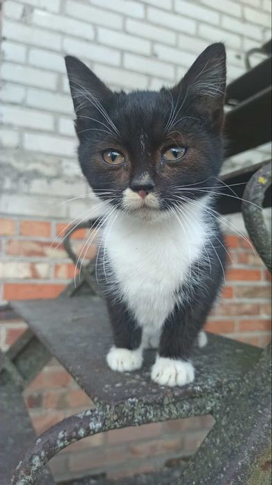 Oddam kotka 3 miesiące