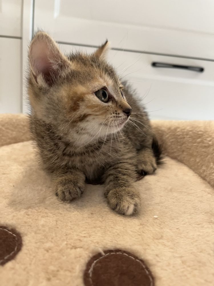 Lila koteczka do adopcji