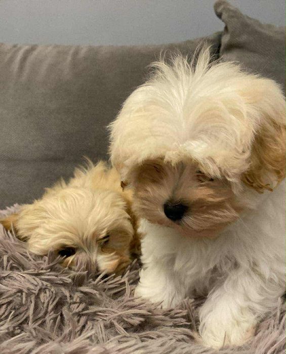 Piękne maltipoo maltańczyk i pudel toy AKTUALNE