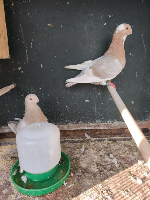 Vendo ou troco pombos de raça