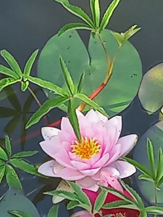 Lilia wodna różowa