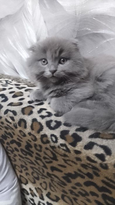 Котинята шотландці