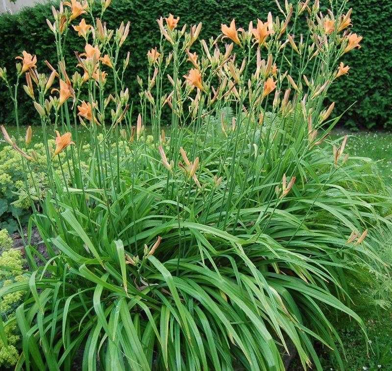 Liliowiec Rdzawy - Hemerocallis Fulva