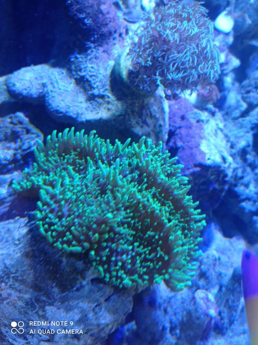 Rhodactis indosinensis mushroom koralowiec akwarium morskie