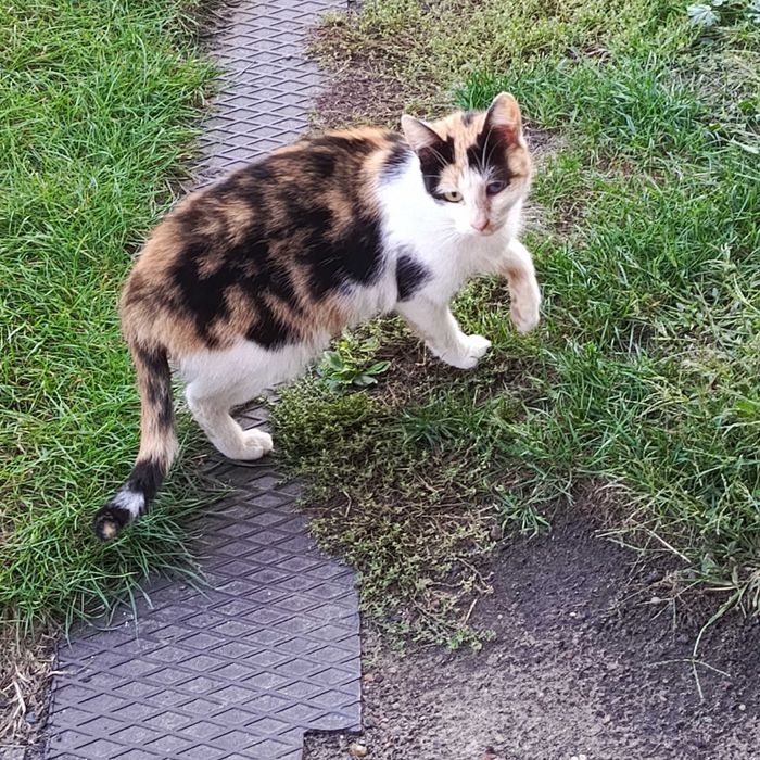 Młodziutka trikolorka szuka nowego domu po śmierci swojego Pana