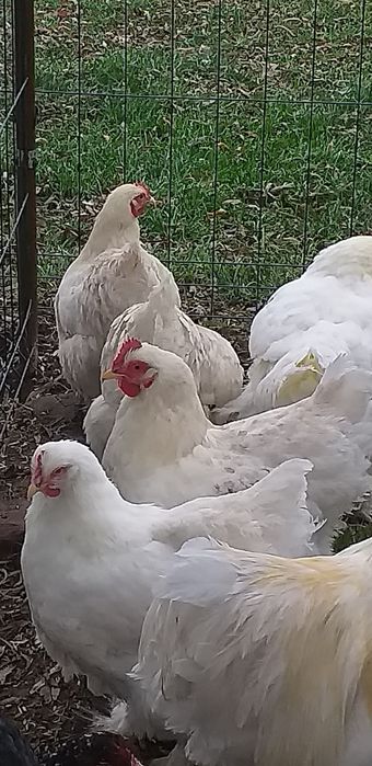 Kury-kochiny, lakenfeldery, tęczanki, barhmy