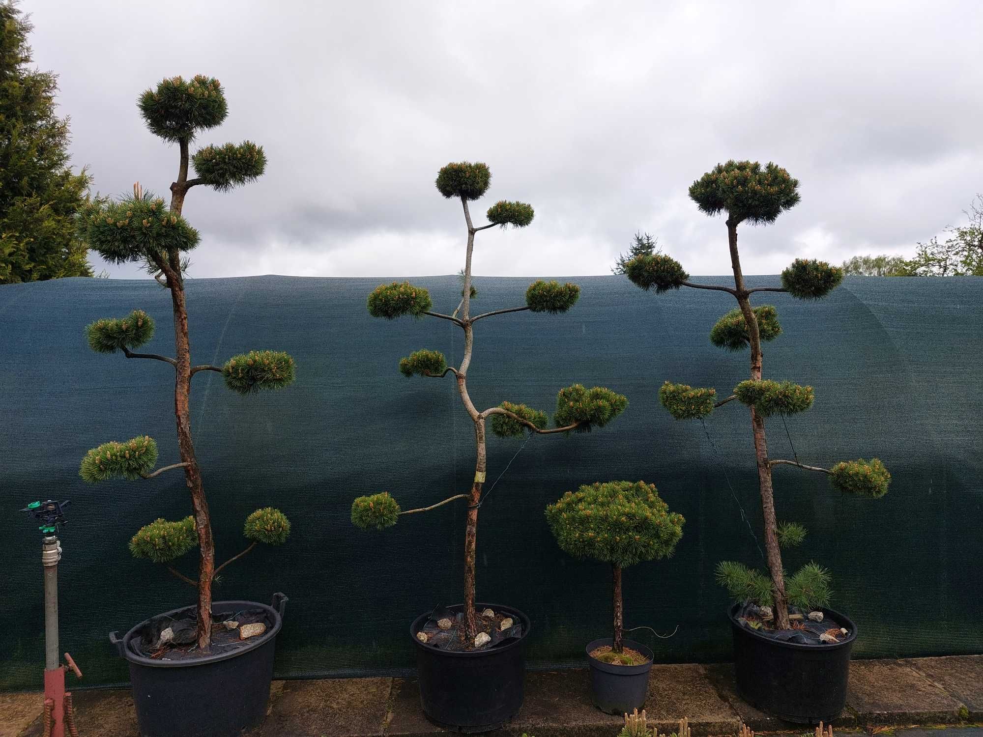 Szkółka roślin ozdobnych - niwaki, bonsai - jałowiec, sosna, cis, inne