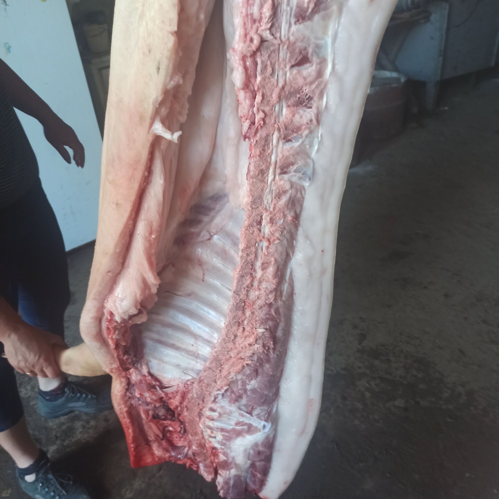 Продам свині м'ясної породи
