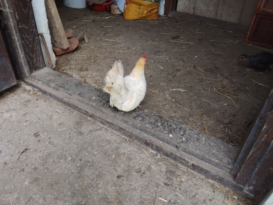 Sprzedam jajka seramy lęgowe