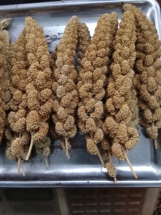 Чумиза врожаю 2025