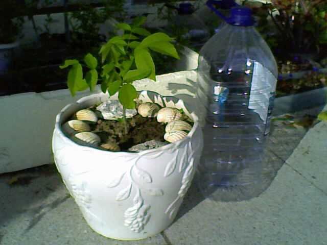 Bonsais (Ligustrum, Crassula, Serissa Foetida)